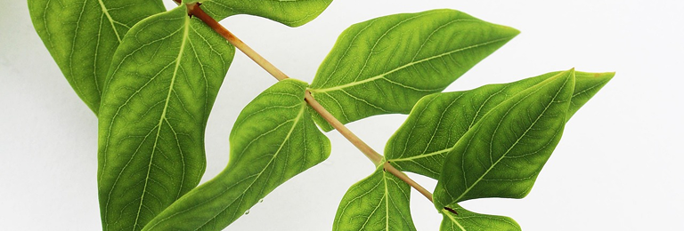 Botanical Leaves White Background Medical Aesthetic Spa Auburn Hills